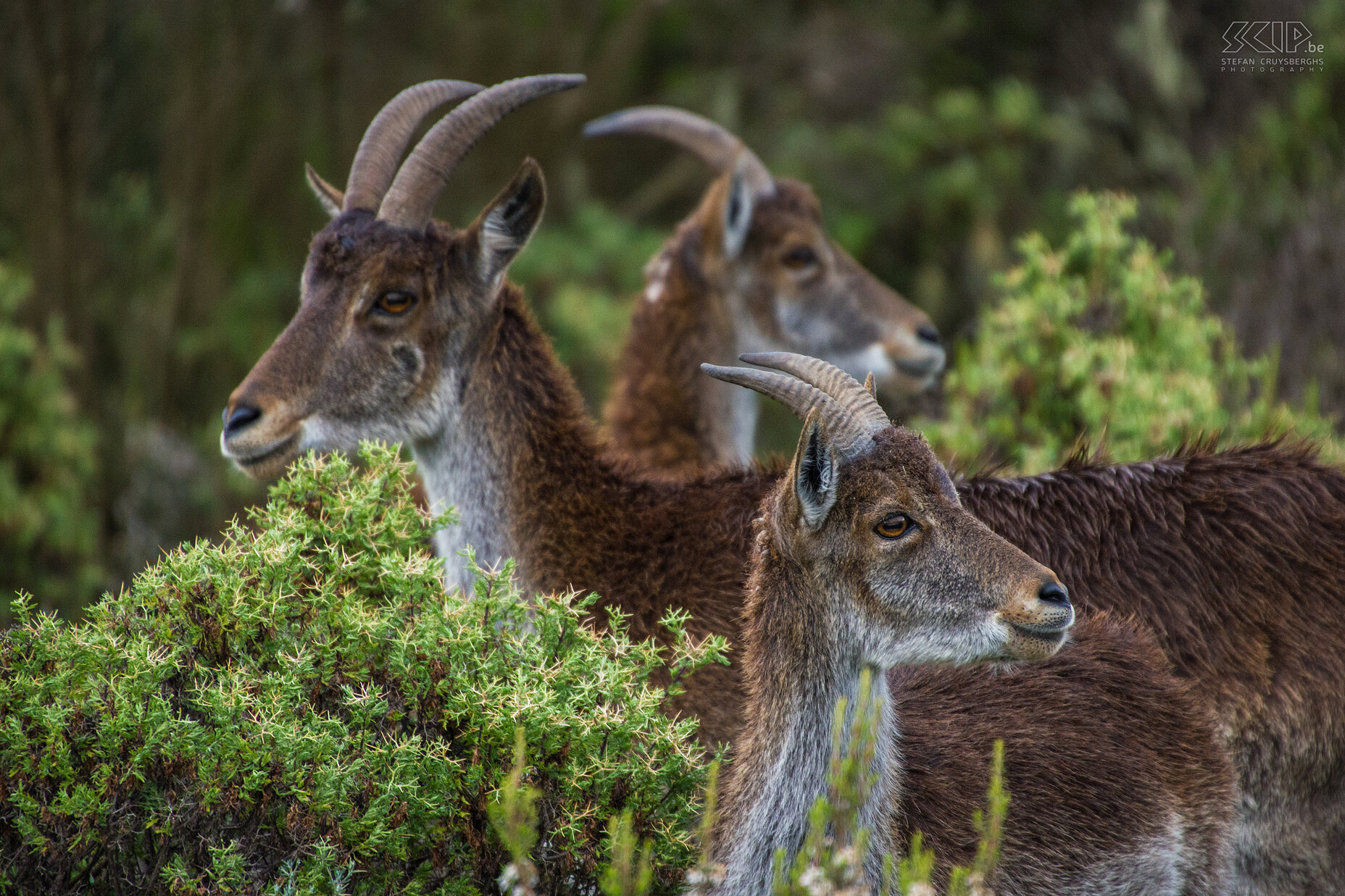 Simien Mountains - Ghenek - Walia ibexes  Stefan Cruysberghs